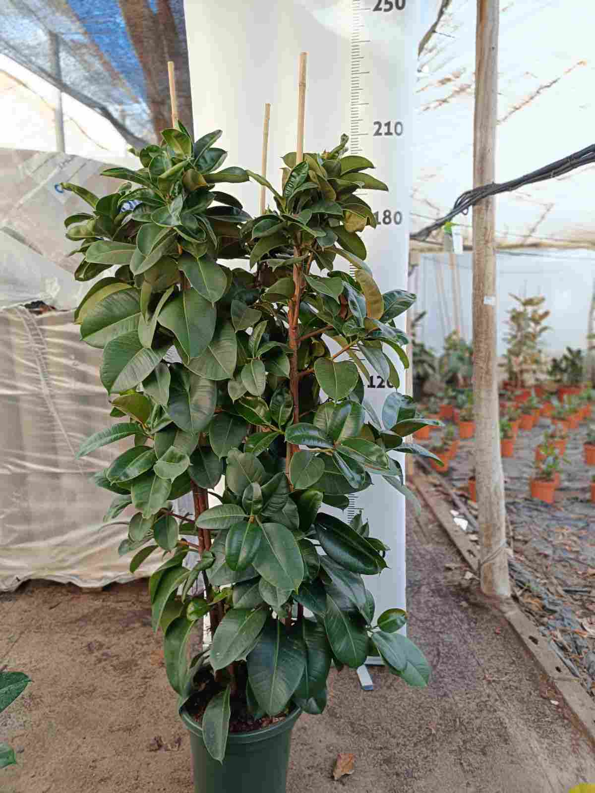 FICUS ROBUSTA C 40 2.10 M 3 PLANTAS